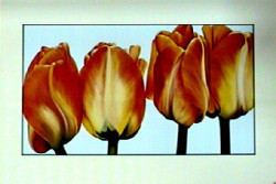 Three Tulips by Yvonne Poelstra