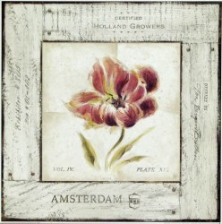 Amsterdam Tulip by Lauren Hamilton