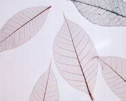 Sheer Leaves I