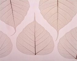 Sheer Leaves II