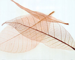 Sheer Leaves IV