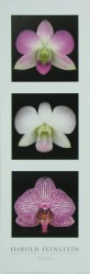 Orchids