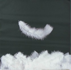 Falling Feathers