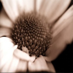 Sepia Daisy by Cosimo Scianna