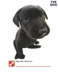 Labrador Retriever by The Dog Artist Collection