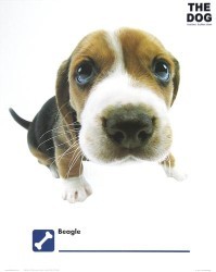 Beagle by The Dog Artist Collection