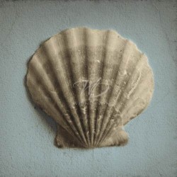 Seashell Study II by Heather Jacks