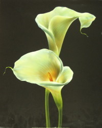 Calla Lilies by Andrea Fontana