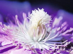 White and Purple  by Kirsten Riedt