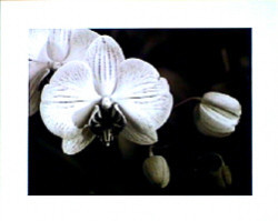 Orchid Simplicity by Mark Castiglia