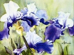 Purple Irises by Maud Durland