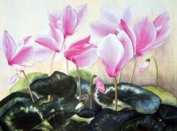 Cyclamen by Maud Durland