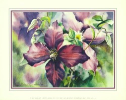 Purple Clematis