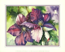 Clematis Blooms