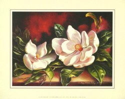 Magnolias and Pitcher by Peggy Sibley