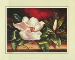 Magnolias on Red II by Peggy Sibley