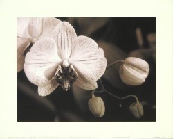 Orchid Simplicity by Mark Castiglia