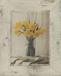 Country Daffodils by Tommy Kiley