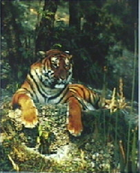 Bengal Tiger