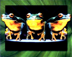 Froggy Trio