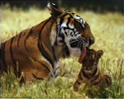 Tiger Licking Cub by Patrick Martin -Vegue