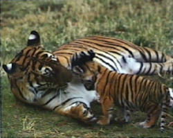 Tiger and Cub by Patrick Martin -Vegue