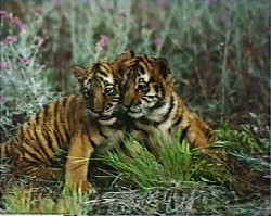 Cuddily Cubs