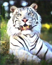 White Tiger Close Up