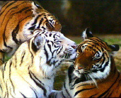 Three Tigers