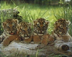 Four Cubs