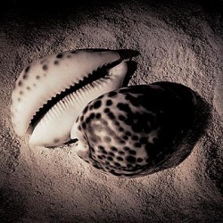 Cowrie by Laurel Wade