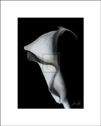 Arum Lily I by Bruce Rae