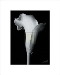 Arum Lily IV by Bruce Rae