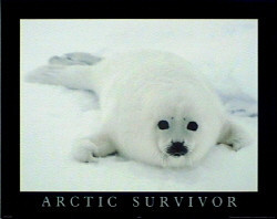 Artic Survivor