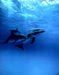 Spotted Dolphins