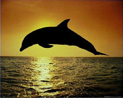 Dolphin Sunset