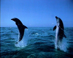 Bottle Nosed Dolphins