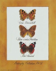 Butterfly Collection I