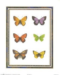 Butterflies I