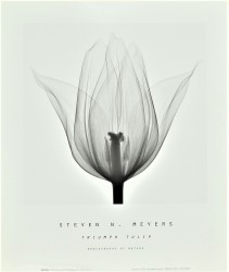 Flowers - Art Prints Online | Frameshop